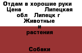 Отдам в хорошие руки › Цена ­ 1 000 - Липецкая обл., Липецк г. Животные и растения » Собаки   . Липецкая обл.,Липецк г.